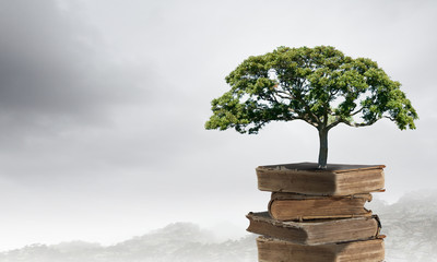 世界上什么树最长寿